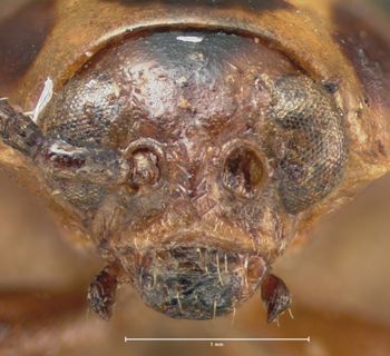 Media type: image;   Entomology 29048 Aspect: head frontal view